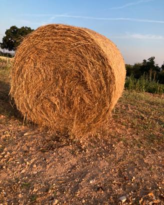 FORAGGIO ROTOLI A LOCOROTONDO
