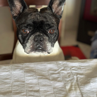 Maschio di Bulldog Francese per la monta