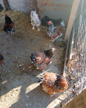 Vendita galline