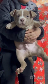 American Bully cuccioli AmericanBully