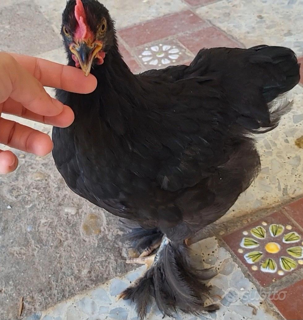 galletto australorp nero