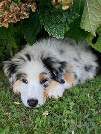 Cuccioli di Pastore Australiano Pedigree