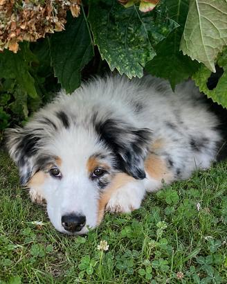 Cuccioli di Pastore Australiano Pedigree