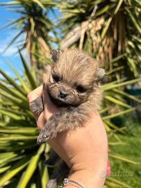 Cuccioli di spitz pomerania nano