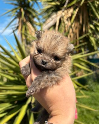 Cuccioli di spitz pomerania nano