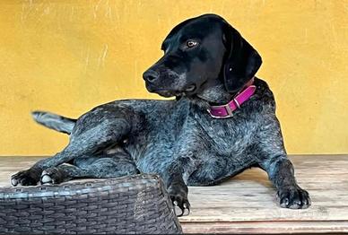 Cuccioli di bracco tedesco