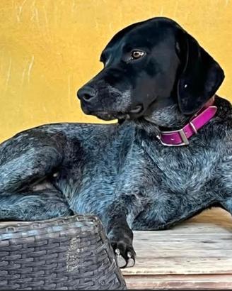 Cuccioli di bracco tedesco