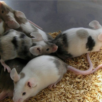 Mus musculus topini da compagnia
