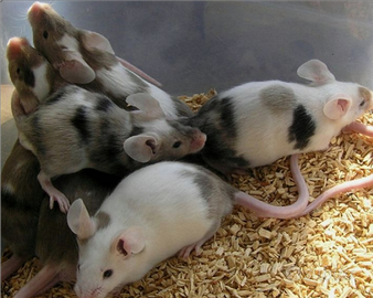 Mus musculus topini da compagnia