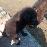 Border collie cucciola