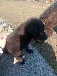 Border collie cucciola