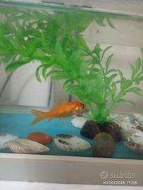 Pesce