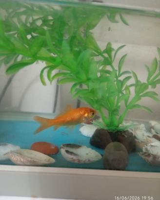 Pesce