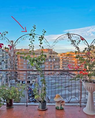 BOUGANVILLE MAGENTA ALTA PIU DI 2 METRI