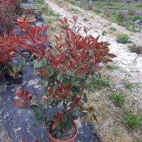 piantine di fotinia da siepe alte 80cm/90cm  cost