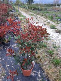 piantine di fotinia da siepe alte 80cm/90cm  cost