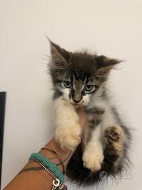 Cucciolo Maine Coon
