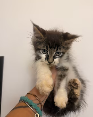 Cucciolo Maine Coon