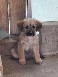 Metà lagotto