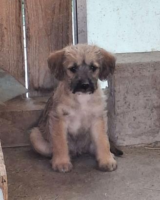 Metà lagotto