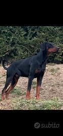 Dobermann per accoppiamento disponibile