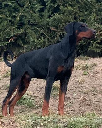 Dobermann per accoppiamento disponibile