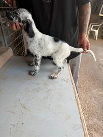 Setter inglese