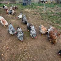 Galli e galline di razza Wyandotte