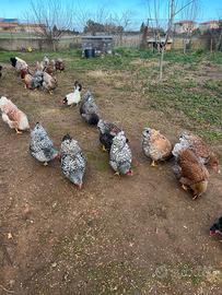 Galli e galline di razza Wyandotte