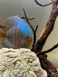 Coppia di SG Discus