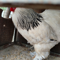 Coppie di galline