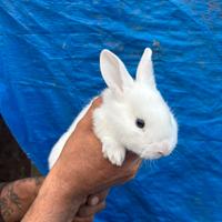 Cuccioli di coniglio