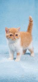 Gatti Persiani ed Eoxitc Shorthair b