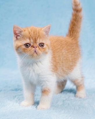 Gatti Persiani ed Eoxitc Shorthair b