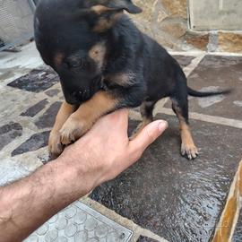 animali