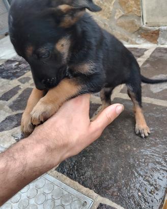animali