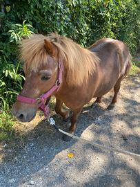 Pony