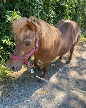 Pony