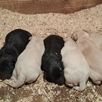 Cucciolo di labrador