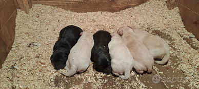 Cucciolo di labrador