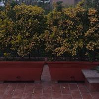 Vasi grandi con siepe alte