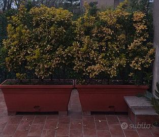 Vasi grandi con siepe alte