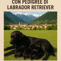 Cuccioli di labrador retriever di alta genealogia