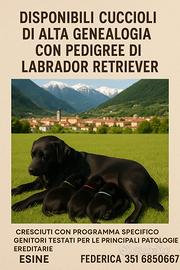 Cuccioli di labrador retriever di alta genealogia