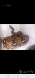 Boa het albino