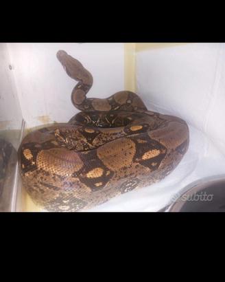 Boa het albino