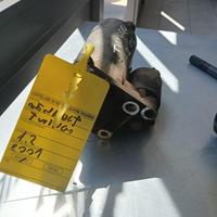 MOTORINO D' AVVIAMENTO RENAULT Twingo I serie Benz