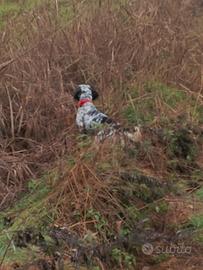 Setter inglese pronta caccia