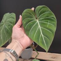 Philodendron Gloriousum Zebra e Atabapoense 