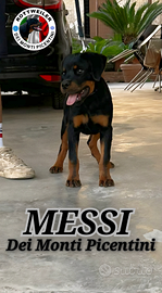 Cucciolo rottweiler con Pedigree